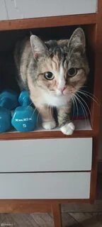 В новороссийске кошка