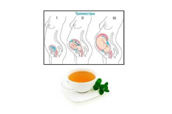 Зелёный чай при беременности. Чай для беременных. Какие чаи можно пить беременным. Зеленый чай для беременных.