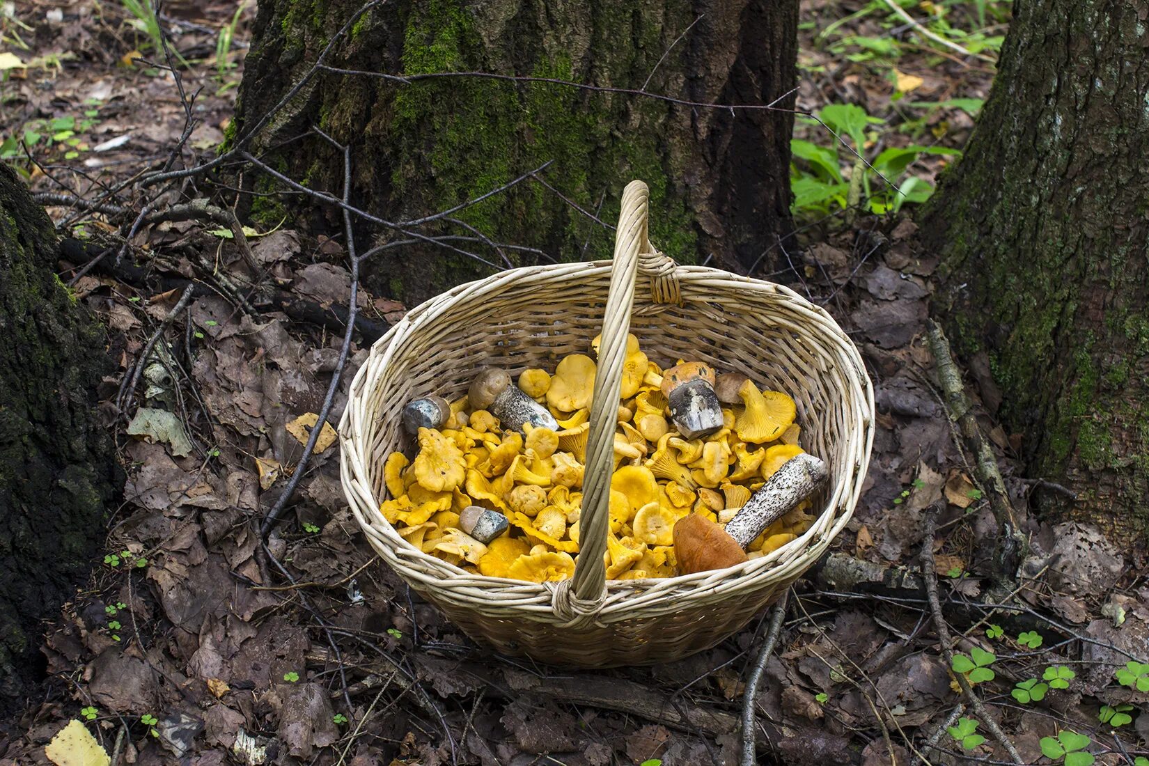 Что можно собирать в лесу. Сбор грибов. Поход за грибами. Большой урожай грибов. Грибники собирают грибы в лесу.