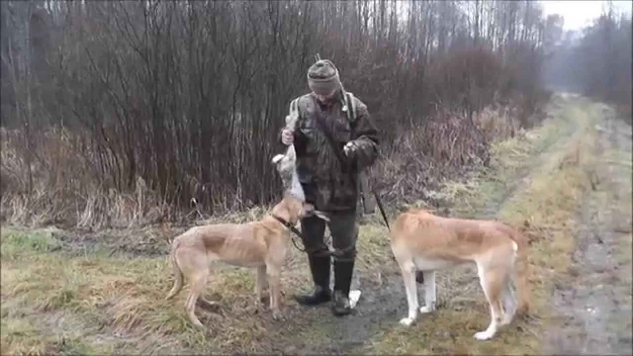 Охота с пегими гончими. Охота с гончими на зайца беляка. Охота на зайца беляка с русскими гончими. Охота на зайца с гончими 2021. Охота с русскими гончими брянская обл 2020 г.