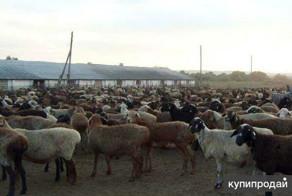 Суягные овцы. Овцы курдючные товары. Продам овец живым весом. Продам овец живым весом. Продам овец живым весом.