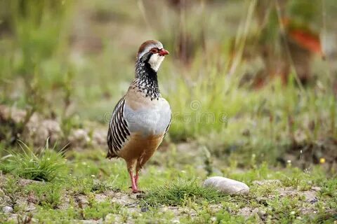 Red legged