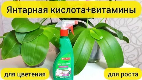 Янтарная кислота для цветения