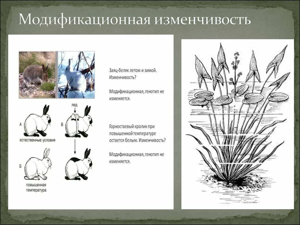 Горностаевый кролик модификационная изменчивость. Гималайский кролик модификационная изменчивость. Примеры модификационной изменчивост. Модифиционный изменчивость. Пример явления иллюстрирующего изменчивость