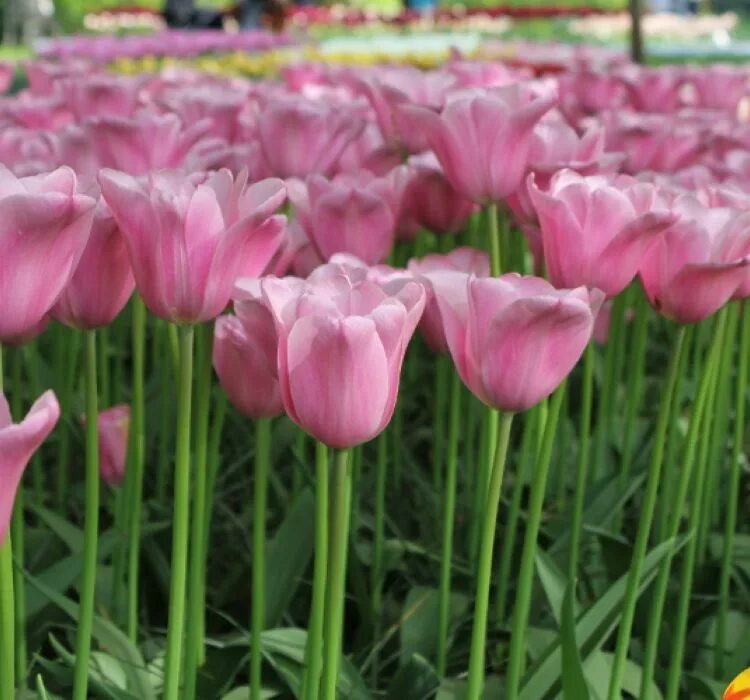 File:Tulipa 'MISTRESS'  Wikimedia Commons