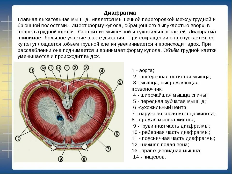 Выполняет функцию диафрагмы. Строение диафрагмы топографическая анатомия. Диафрагма топографическая анатомия. Диафрагма вид снизу со стороны брюшной полости. Диафрагма строение и функции.