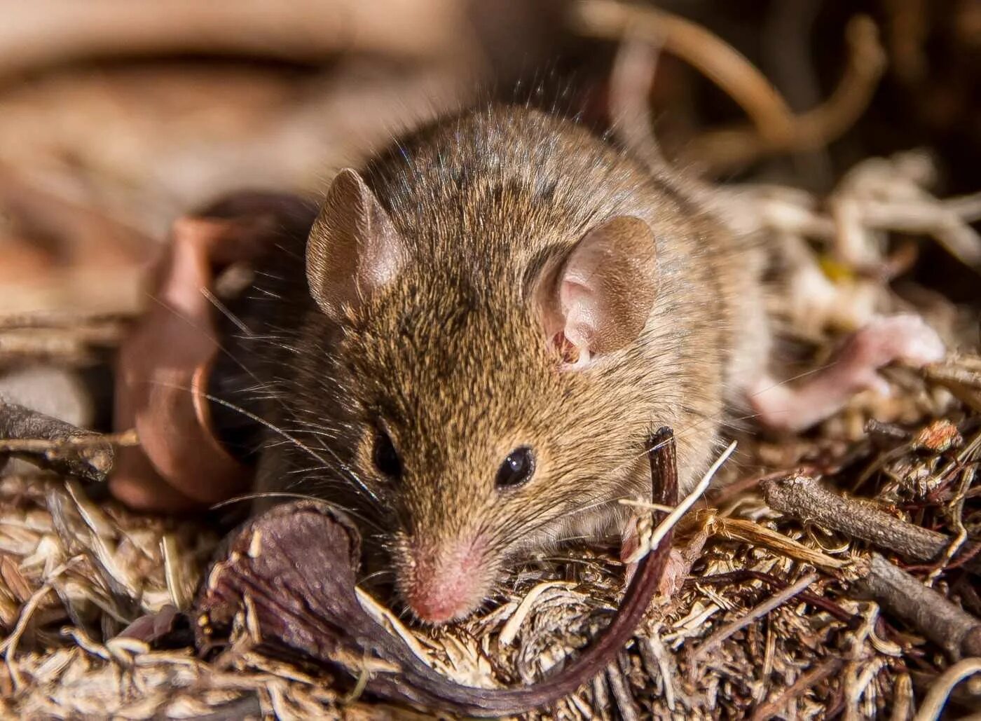 Коричневые мыши. Полевая мышь Apodemus agrarius. Кавказская мышовка. Сумчатая мышь.