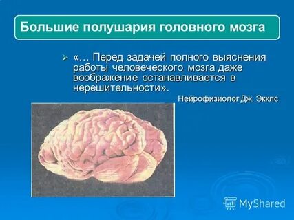 Большие полушария головного мозга функции