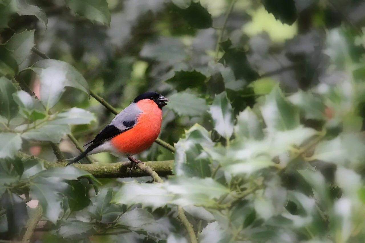 Птенцы снегиря в гнезде. Птенец снегиря. Птицы выводят птенцов зимой. Гнездо снегиря. Снегириное гнездо.