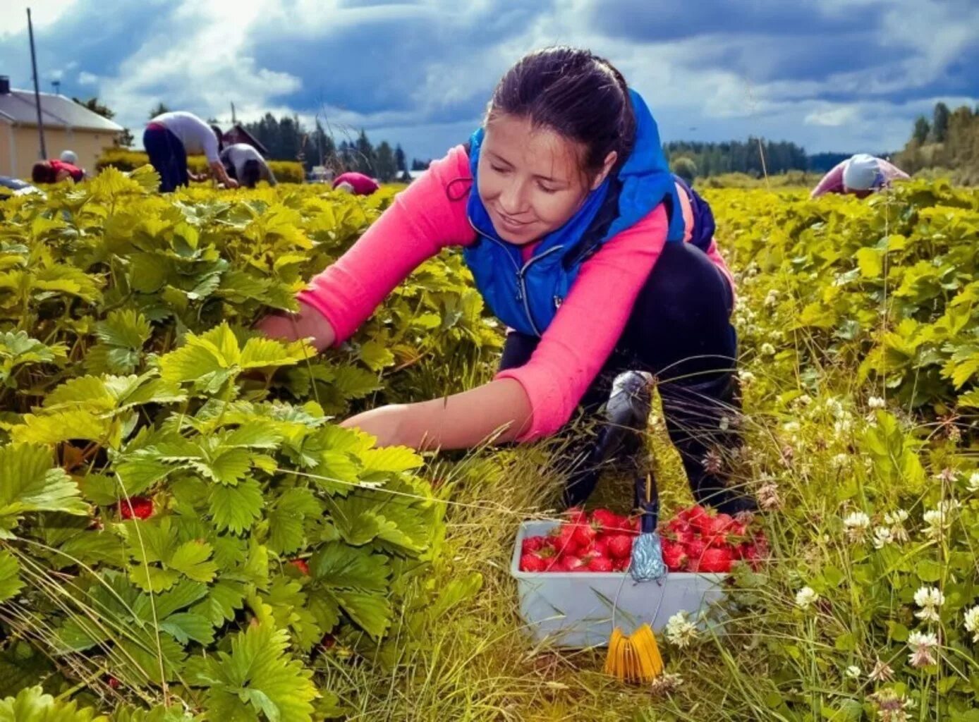 Клубничные поля в финляндии. Совхоз имени ленина сбор клубники. Собирать ягоды. Сбор клубники в англии. Сезонные работники.