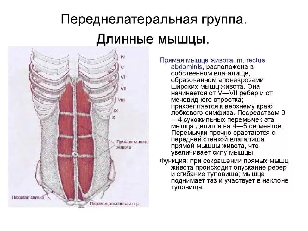 Передняя прямая мышца живота. Прямая мышца живота крепление и функции. Переднелатеральная группа мышц живота. Прямая мышца живота анатомия прикрепление. Мышцы живота топография и функции.