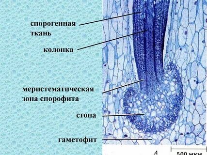 Клетка спорогенной ткани