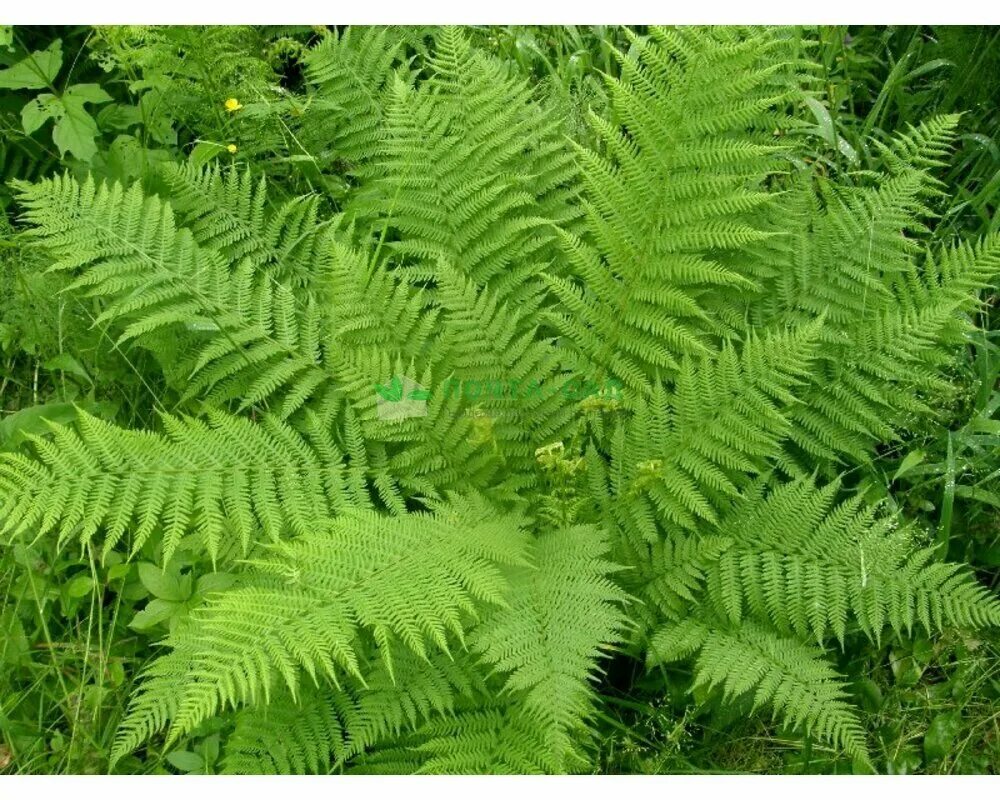 Dryopteris - щитовник. Папоротник лесной цветение. Щитовник австрийский. Папоротник орляк цветет. Папоротник athyrium.