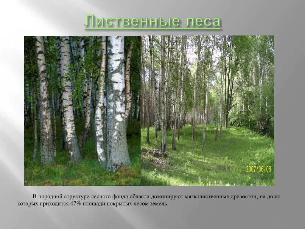 Тип лиственного леса 8. Лиственные леса ленинградской области. деревья пензенской области. лесные ресурсы пензенской области. преобладающий вид лиственного леса.