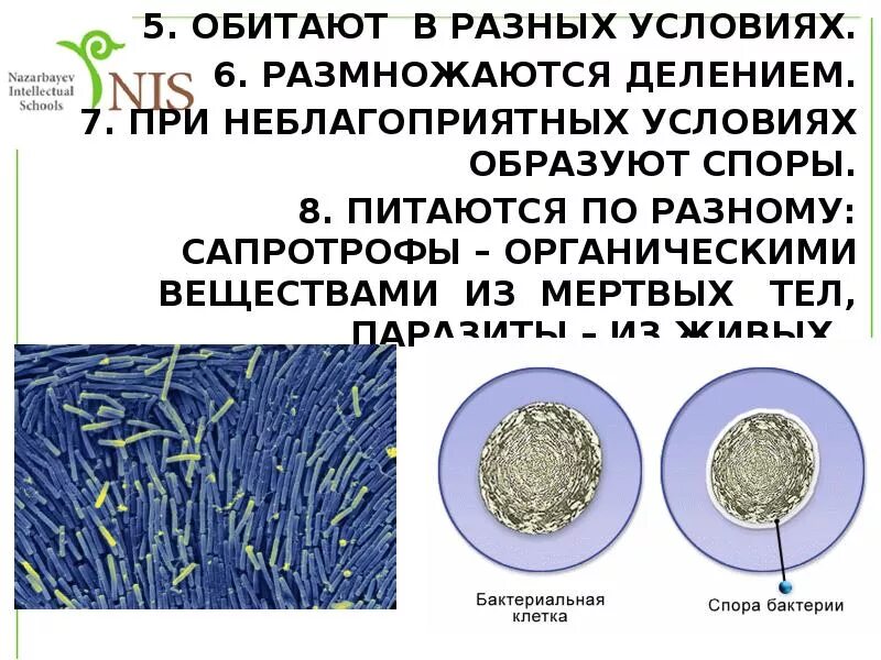 Бактерии образующие споры в неблагоприятных условиях. При неблагоприятных условиях бактерии образуют споры. Какие микроорганизмы образуют споры. Как размножаются бактерии при неблагоприятных условиях. При неблагоприятных условиях бактерии образуют.