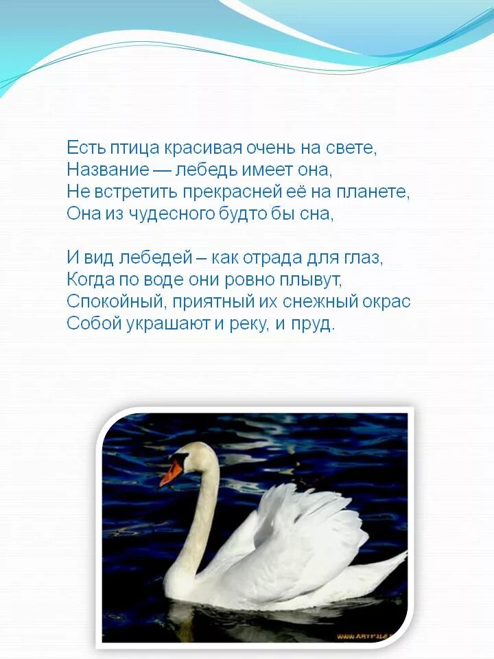 Есенин лебедушка конспект 4 класс школа россии. Детские стихи про лебедей. Стих о лебеде. Стих про лебедя. Стихотворение про лебедя для детей.