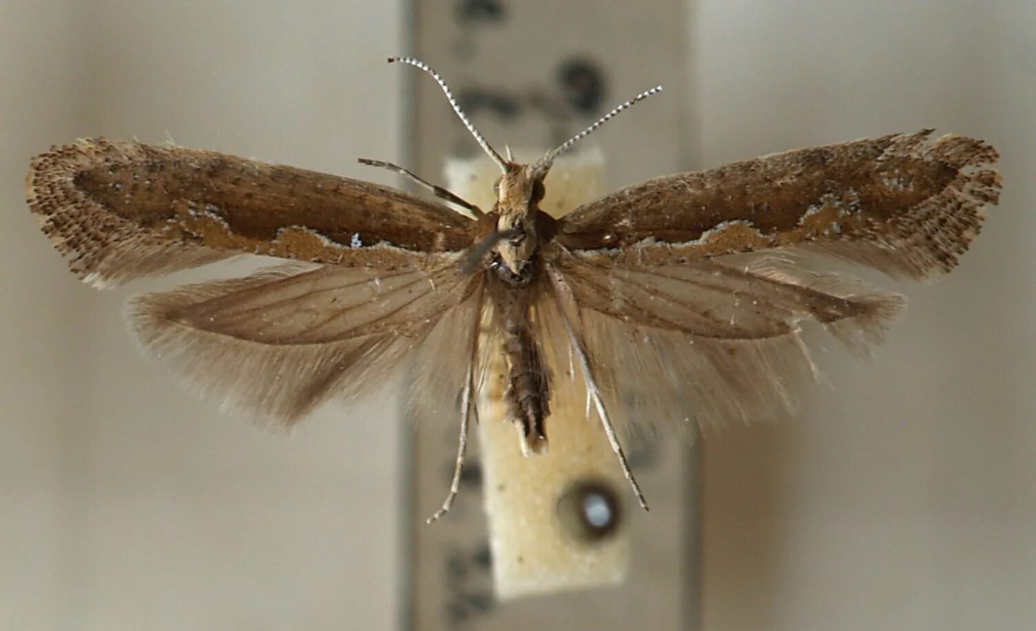 Капустная моль. Платяная моль (Tineola bisselliella). Капустная моль Plutella maculipennis. Plutella xylostella капустная моль. Капустная моль бабочка.