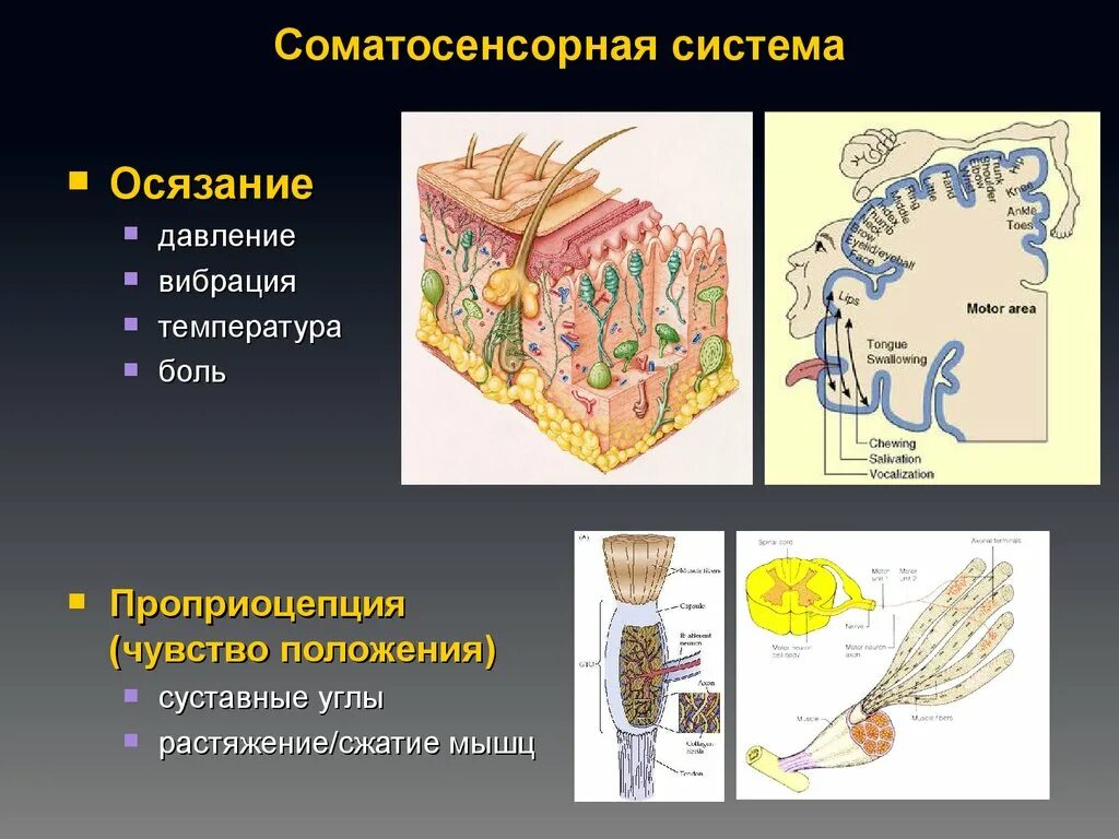 Тактильные осязательные рецепторы. Соматосенсорный анализатор рецепторы. строение соматосенсорного анализатора. строение соматосенсорного анализатора физиология. соматосенсорный анализатор схема.