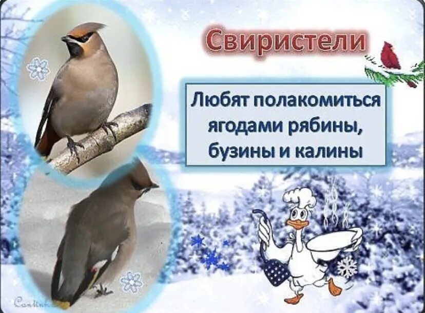 Всемирный день зимующих птиц. Всероссийский день зимующих птиц. Презентация для детей средней группы зимующие птицы. 15 января день зимующих птиц россии. День зимующих птиц презентация для детей.