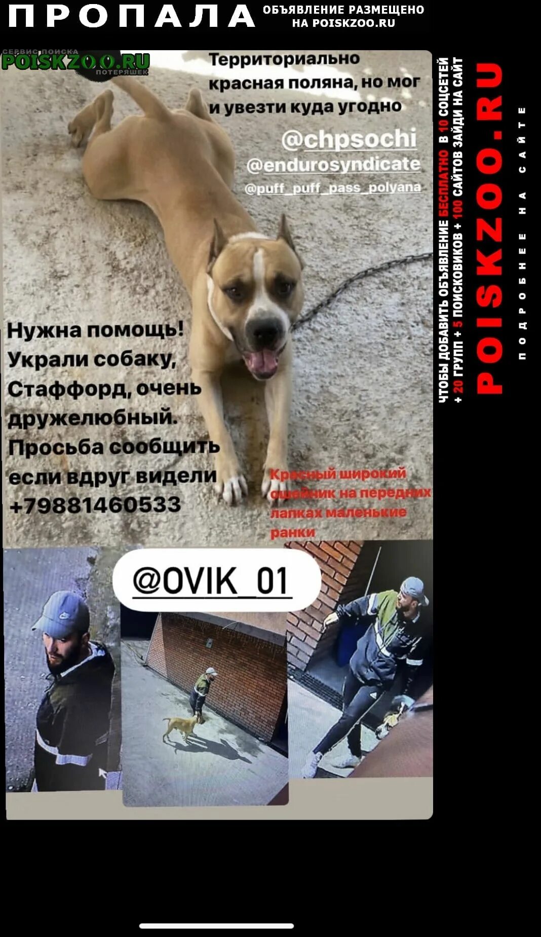 Украли собаку что делать. Собаки поводыри интересные факты. Собака ворует. Небольшие собаки для охраны квартиры. Какая собака весит 30 килограмм.