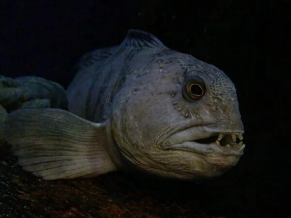 Файл:Anarhichas lupus  Вікіпедія