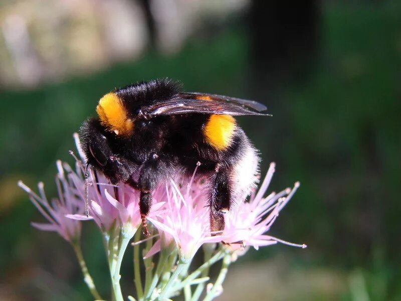 шмель имаго. шмель из красной книги. шмель душистый. лохматый шмель шмель. пушистый шмель на душистый хмель.