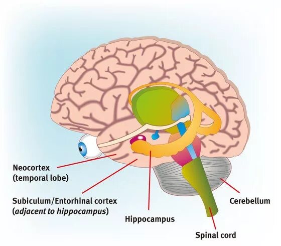 Аллокортекс неокортекс. Палеокортекс и архикортекс. Гиппокамп и неокортекс. Палеокортекс структуры. Неокортекс это простыми словами