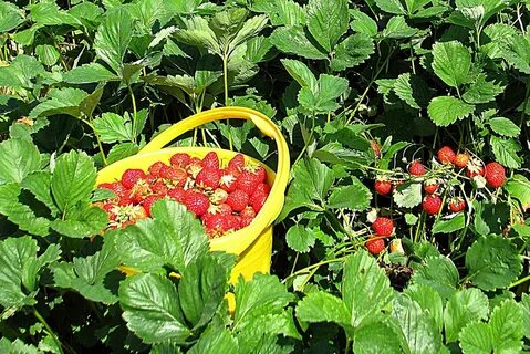 Как получить урожай клубники