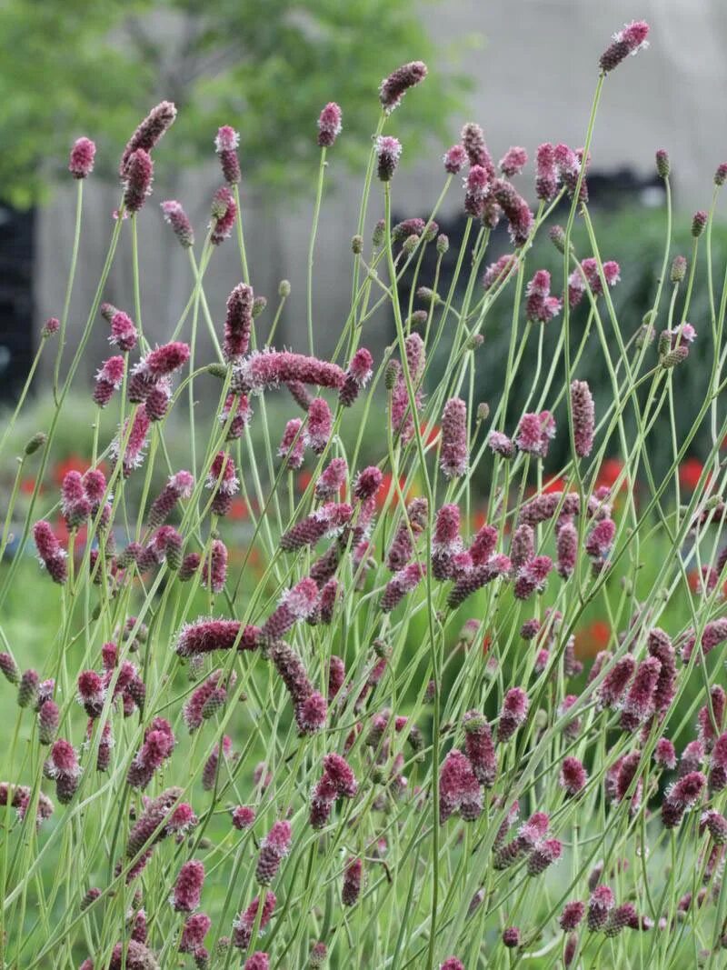 Кровохлебка Pink Tanna. Pink Tanna Sanguisorba officinalis. Кровохлёбка Танна. Кровохлебка officinalis ’Tanna’.