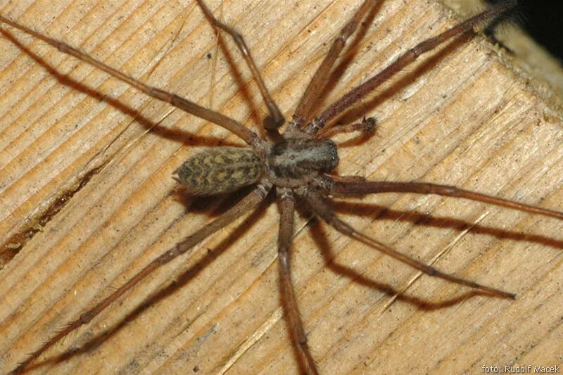 Тегенария домовая паук. Паук Tegenaria atrica. Домовый паук Tegenaria domestica. Тегенария самец.