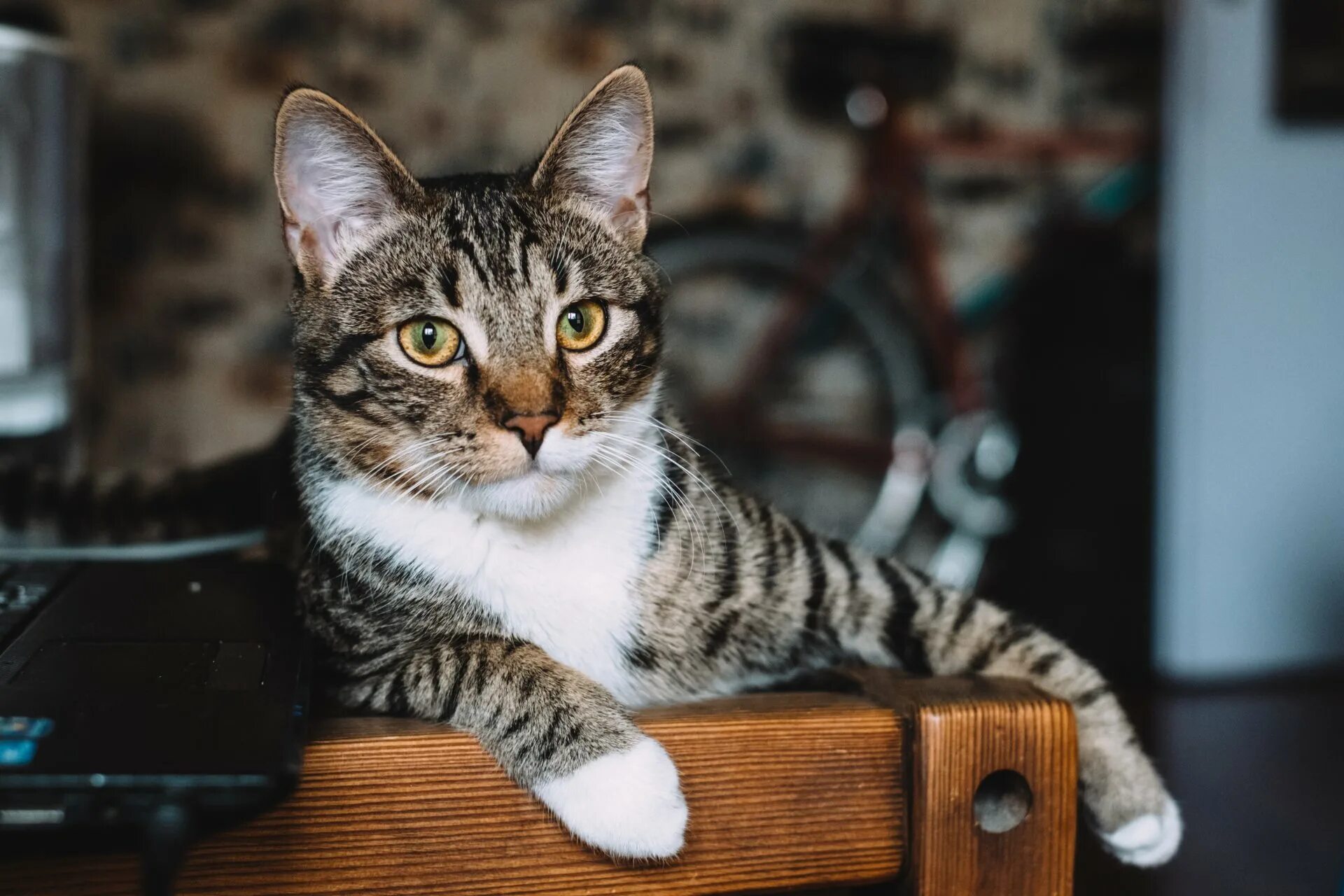 Cat most