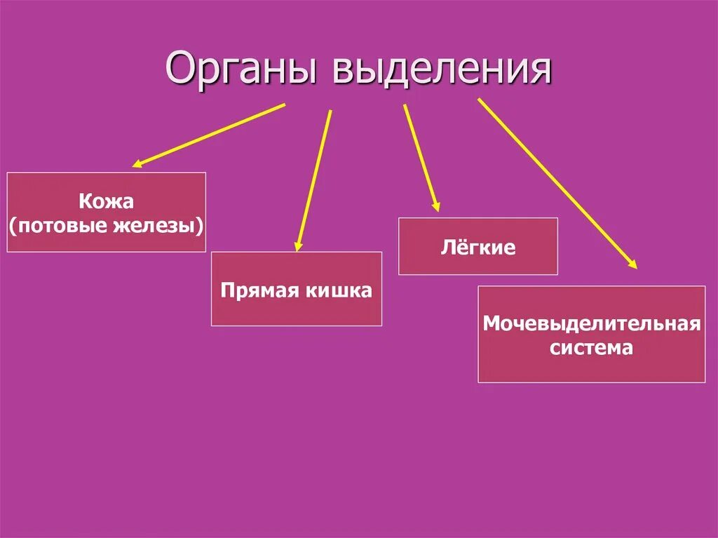 Выделительная функция кожи осуществляется с помощью. Выделительная функция кожи.