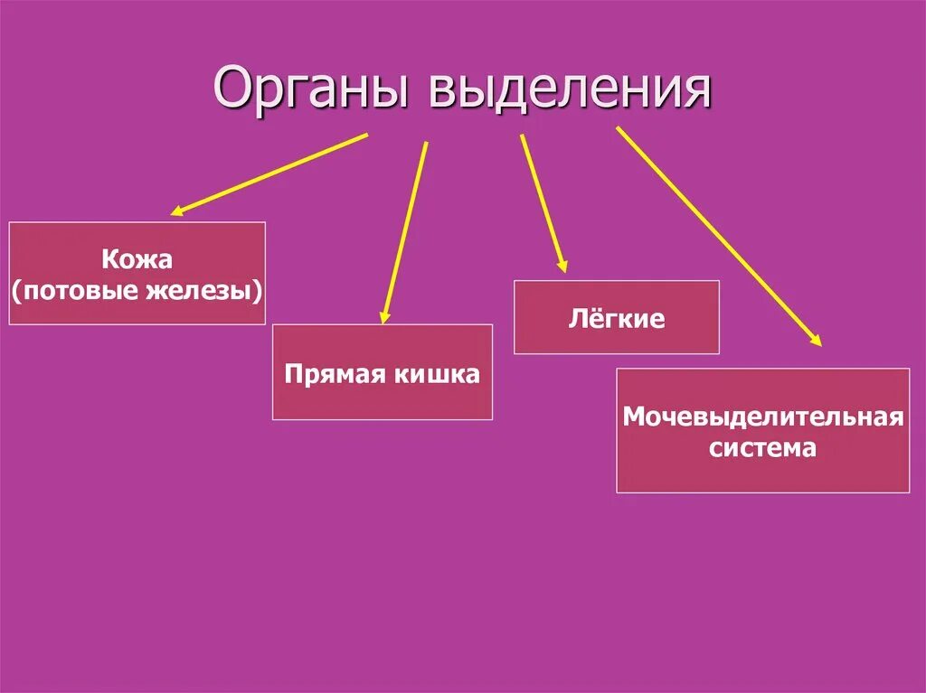 Органы выделения кожа функции. Органы выделения практика. Система выделения кожи.