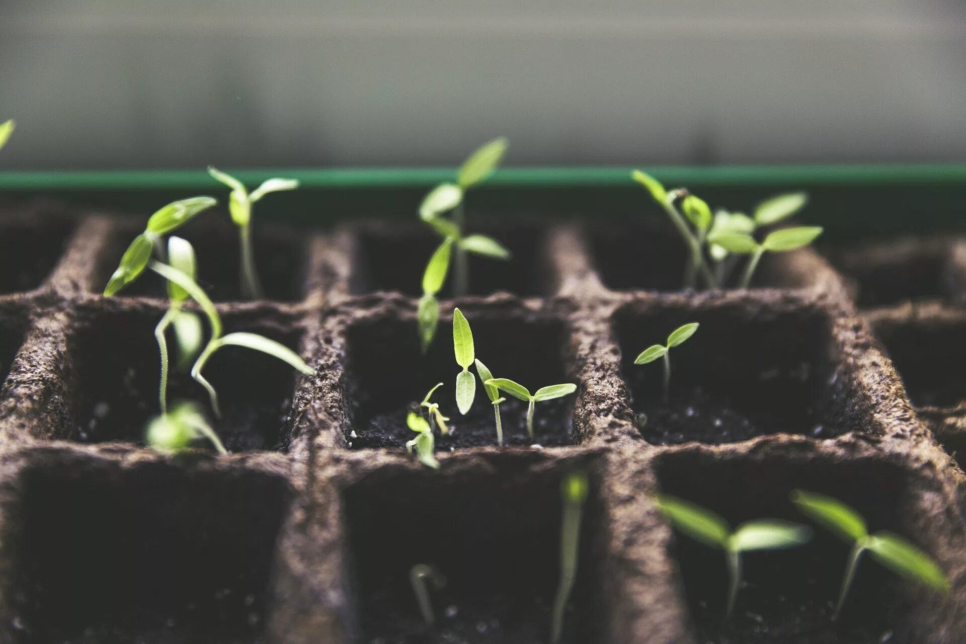 В какие дни апреля можно пикировать рассаду. Seedling «рассада». Дайкон рассада пикировка. Рассада разрослась. Грунт для рассады.