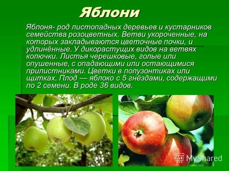 Яблоня бессемянка мичуринская. Проект яблоня. Яблоня культурное растение. Доклад про яблоко. Сообщение о яблоке.