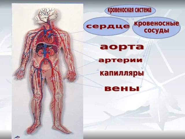 Кровеносная система. Кровеносная система система человека. Кровеносная система для дошкольников. Кровеносная система человека 3 класс.