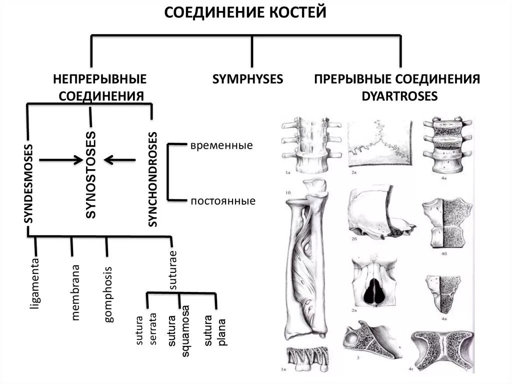 Прерывные соединения костей. Классификация соединений костей анатомия. Классификация соединения костей таблица. Классификация соединений костей. Непрерывные соединения костей.. Непрерывные соединения костей таблица.