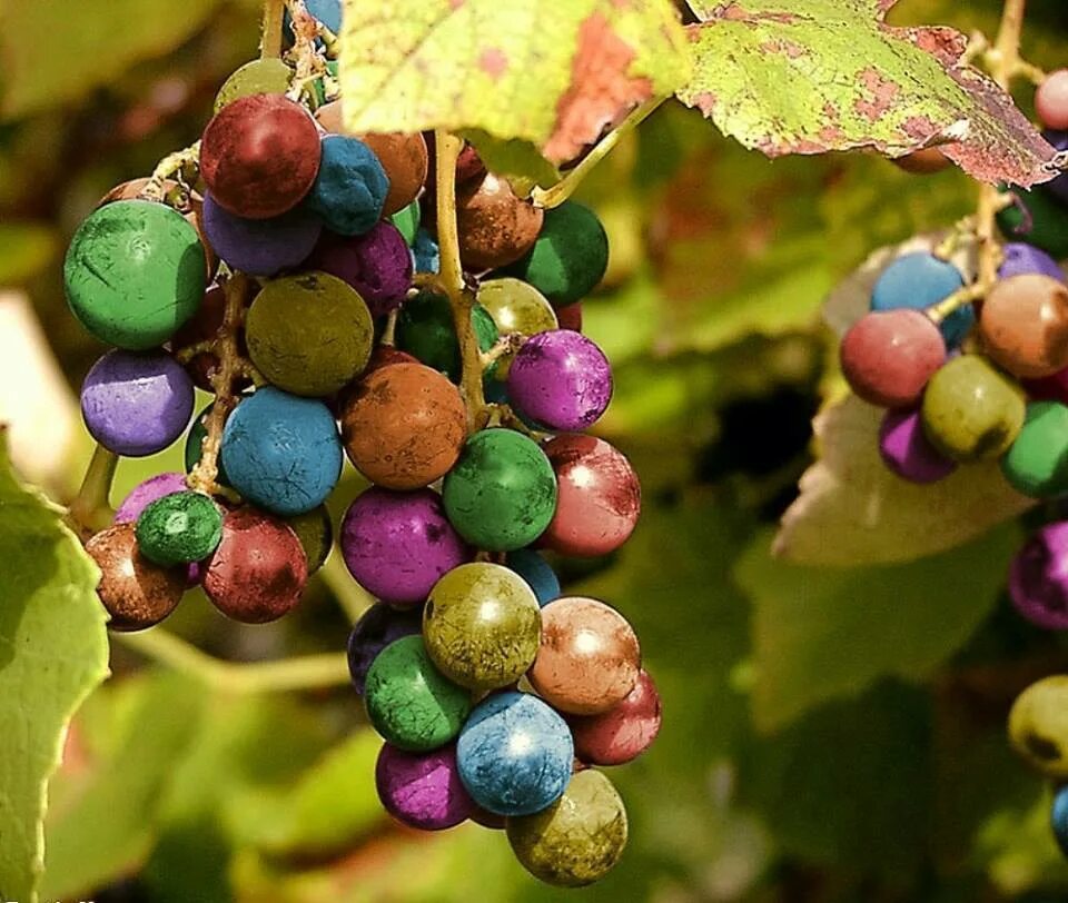 Виноград маленькие ягоды. Rainbow grapes виноград. Сорт винограда Радужный. Разноцветные ягоды. Волшебные ягоды.