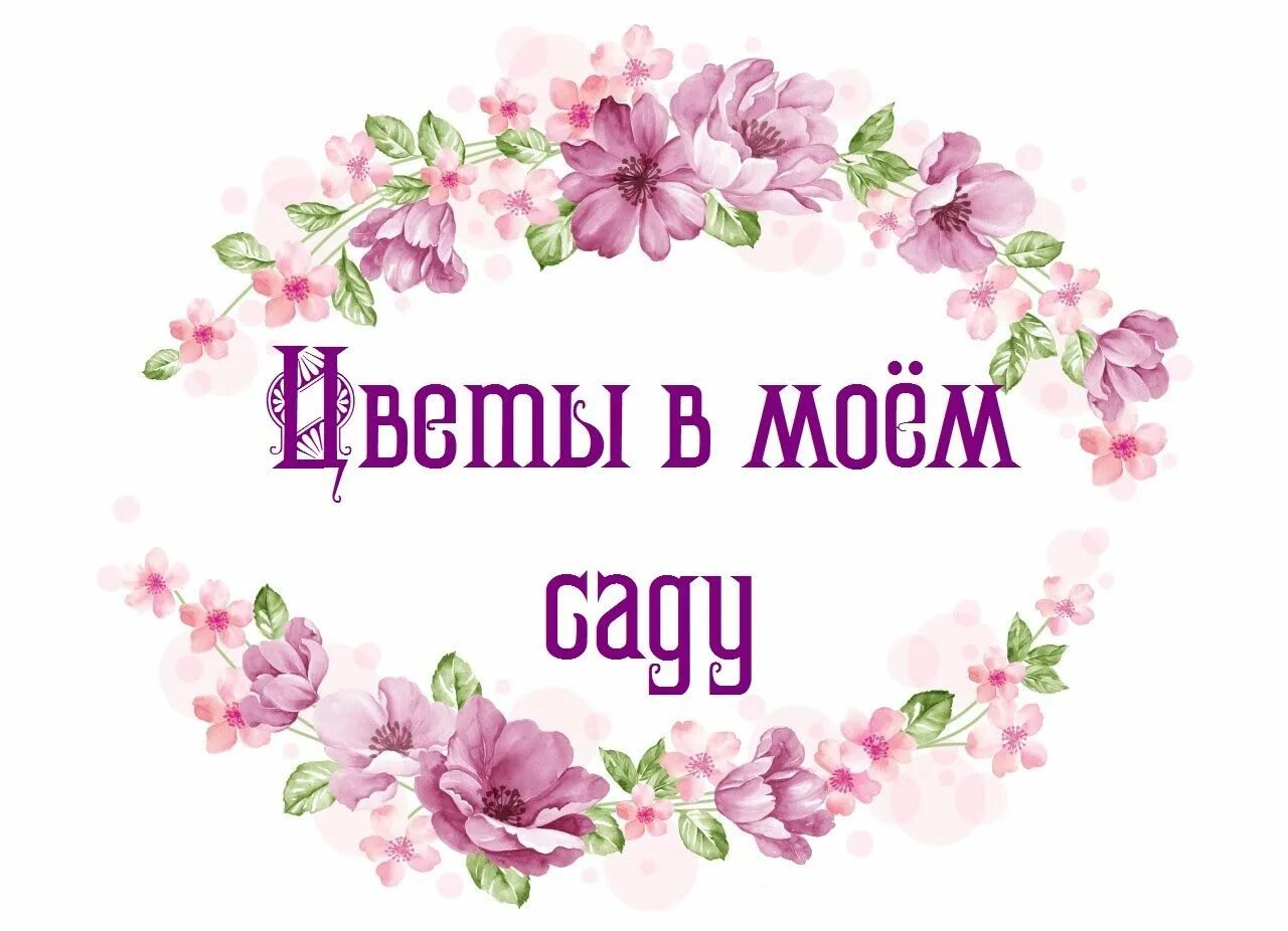 Цветы в моем