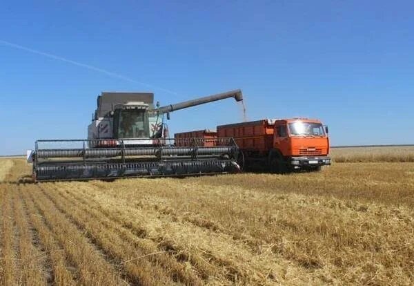 Выгрузили в поле. Комбайн выгружает зерно в камаз. комбайн акрос в поле. камаз акрос. комбайн с грузовиком в поле.