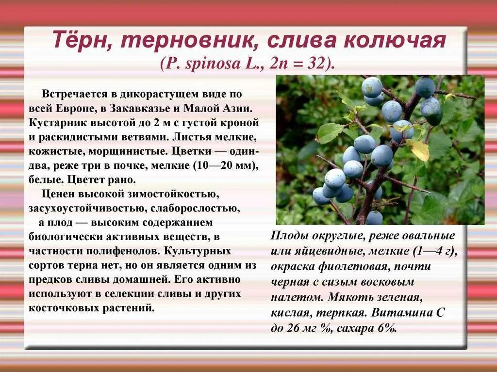 Терновник значение
