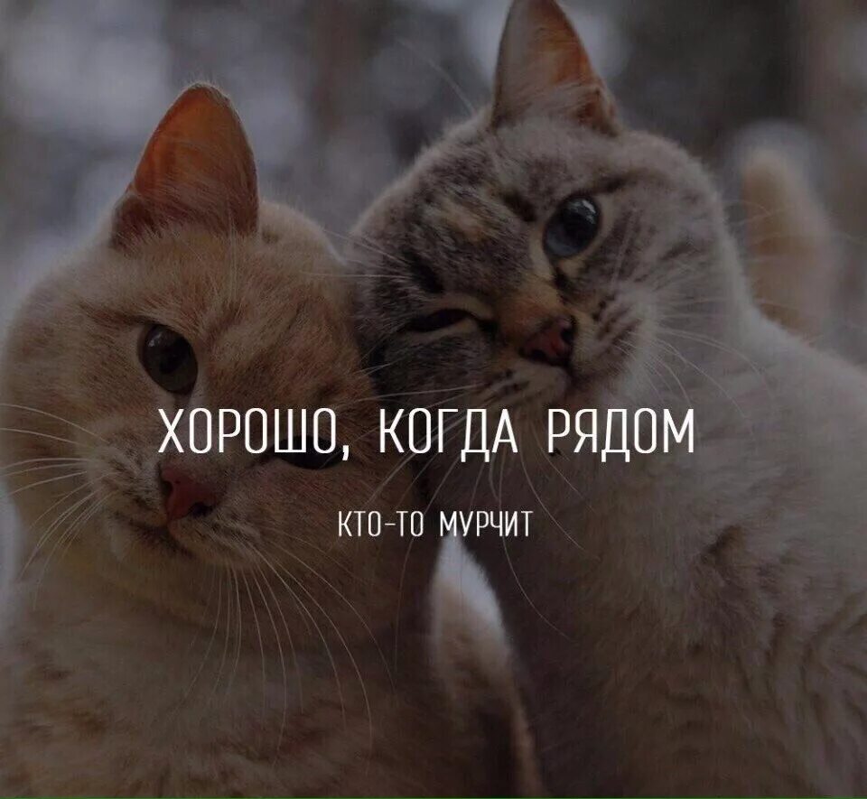 Ну хорошо хочешь. Люблю свою кошечку. Котики с надписями. Хорошо когда рядом кто-то мурчит. Люблю Мур котики.