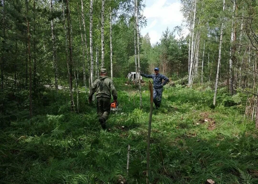 У просеки никитич осторожно выглянул из чащи. Центрлесхоз Шатура. Расчистка квартальных просек. Расчистка квартальных просек арендатором. Очистка просека.