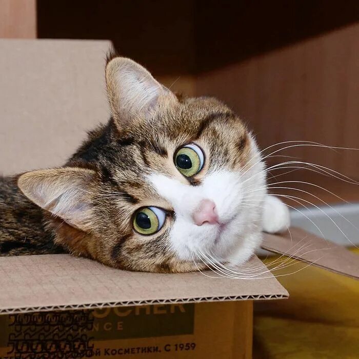 Котики и их жизнь. Котики эмоции. котики смешные эмоции. коты мимика.