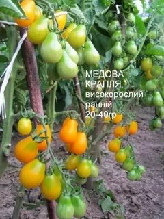 Томат медовая капля