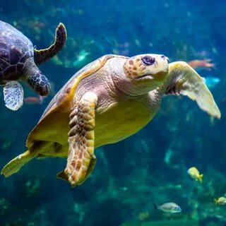 Морская черепаха аквариум