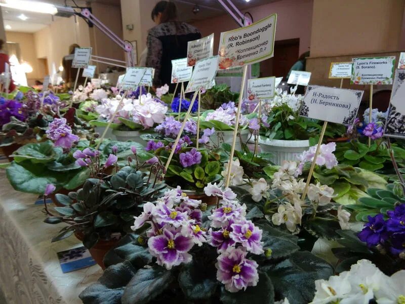 Выставки в апреле. Выставка цветов в Краснодаре. Выставка цветов викраснодаре. Выставки цветов в СПБ. Выставка цветов в Краснодаре в галактике.