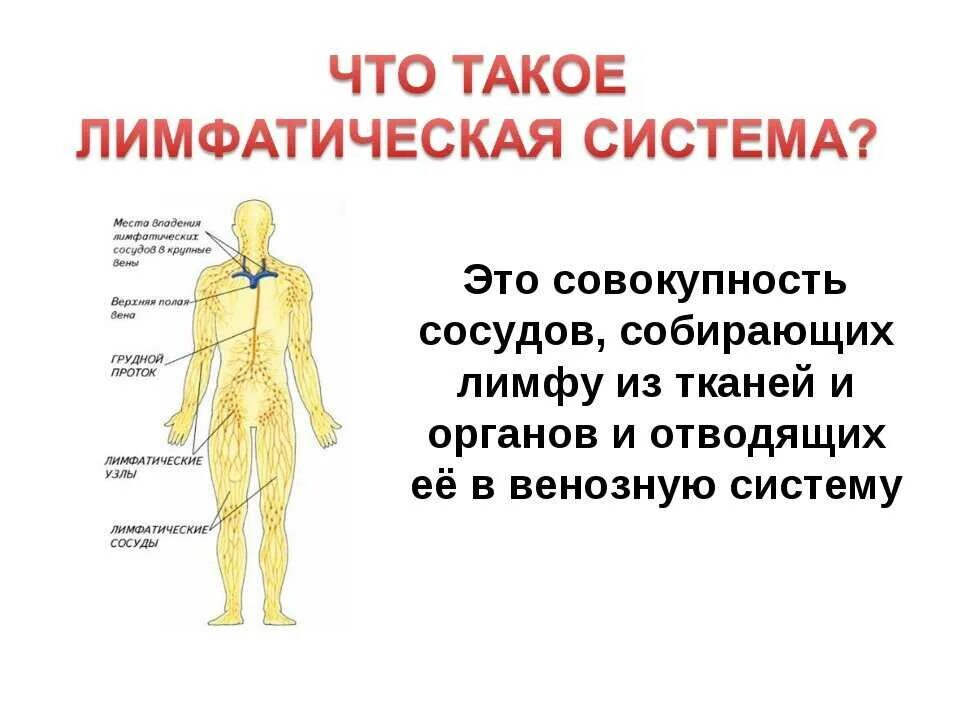 Как образуется лимфа и куда она оттекает. Лимфатическая система человека 8 класс биология. строение и функции лимфатической системы. схема движения лимфы 8 класс биология. лимфатическая система человека 8 класс биология таблица.