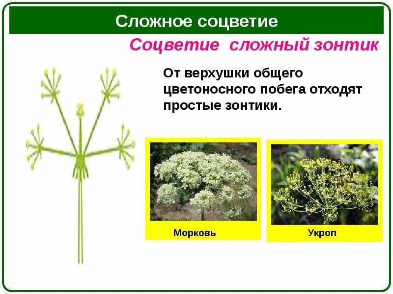 Характерные признаки соцветия зонтик. Соцветие сложный зонтик. соцветие сложный зонтик укроп. соцветие простой зонтик. растения с соцветием зонтик.