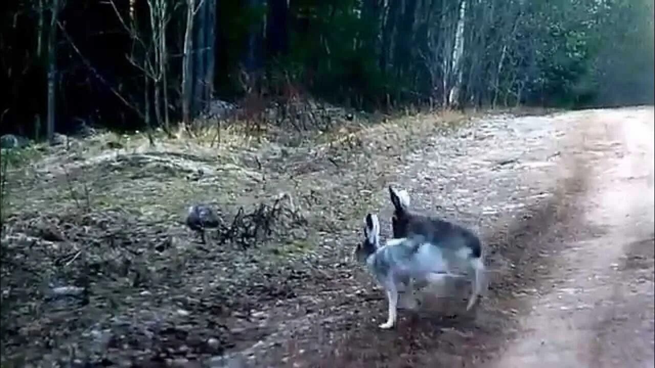 Гонять зайца